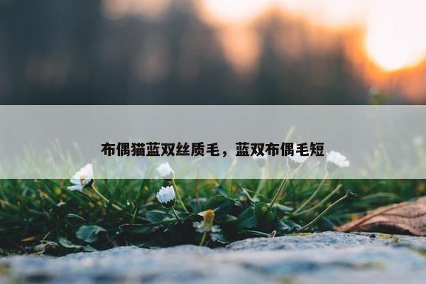 布偶猫蓝双丝质毛，蓝双布偶毛短