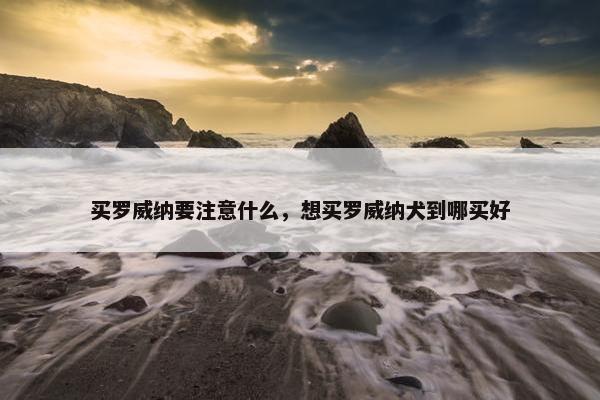 买罗威纳要注意什么，想买罗威纳犬到哪买好