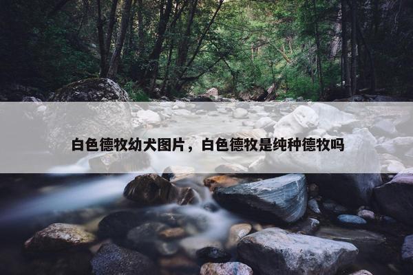 白色德牧幼犬图片，白色德牧是纯种德牧吗