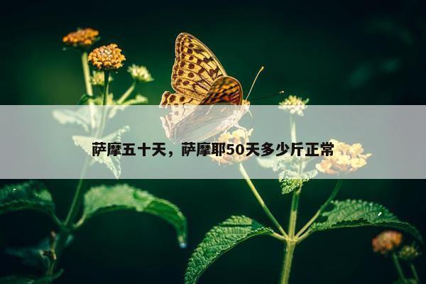 萨摩五十天，萨摩耶50天多少斤正常