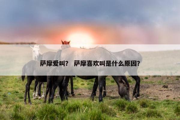萨摩爱叫？ 萨摩喜欢叫是什么原因？