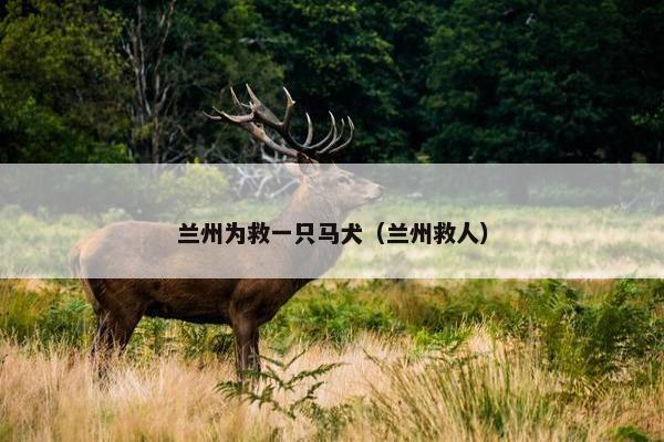 兰州为救一只马犬（兰州救人）