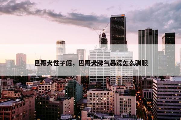 巴哥犬性子倔，巴哥犬脾气暴躁怎么驯服