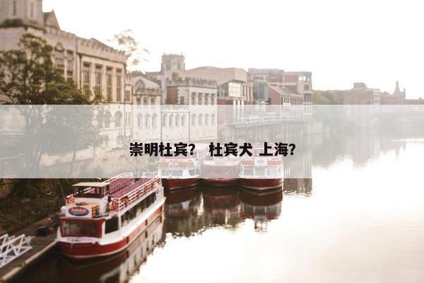 崇明杜宾？ 杜宾犬 上海？