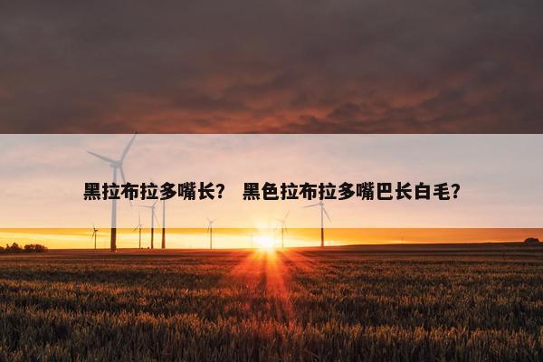 黑拉布拉多嘴长？ 黑色拉布拉多嘴巴长白毛？