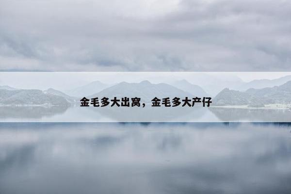 金毛多大出窝，金毛多大产仔