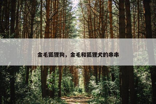 金毛狐狸狗，金毛和狐狸犬的串串