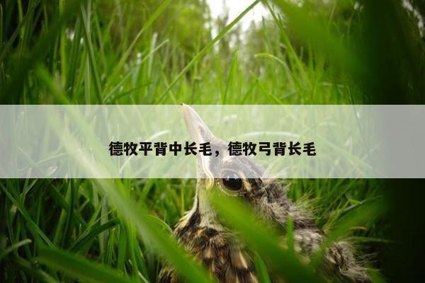 德牧平背中长毛，德牧弓背长毛