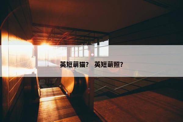 英短萌猫？ 英短萌照？