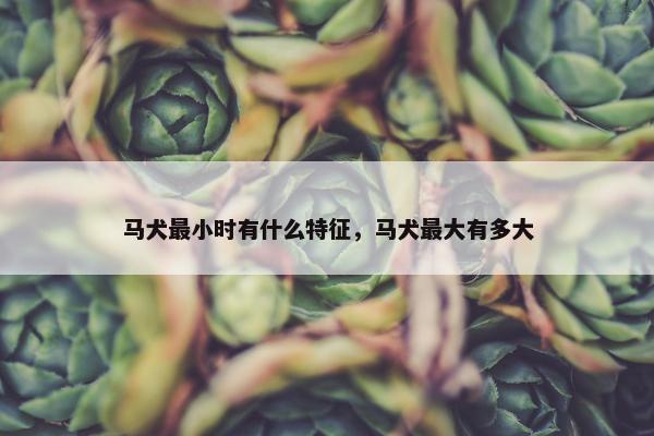 马犬最小时有什么特征，马犬最大有多大