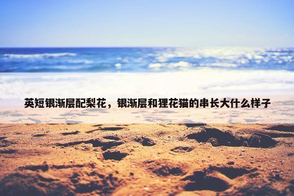 英短银渐层配梨花，银渐层和狸花猫的串长大什么样子