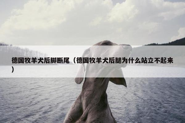 德国牧羊犬后脚断尾（德国牧羊犬后腿为什么站立不起来）