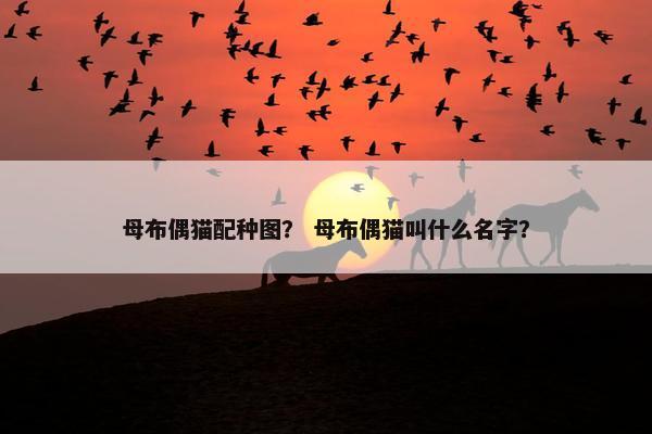 母布偶猫配种图？ 母布偶猫叫什么名字？