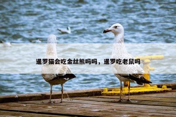 暹罗猫会吃金丝熊吗吗，暹罗吃老鼠吗