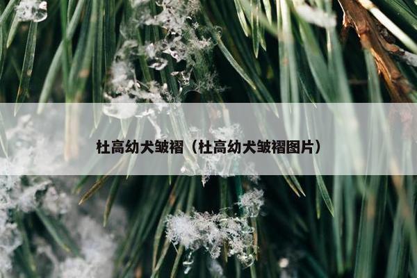 杜高幼犬皱褶（杜高幼犬皱褶图片）