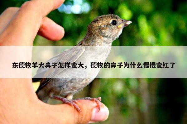东德牧羊犬鼻子怎样变大，德牧的鼻子为什么慢慢变红了