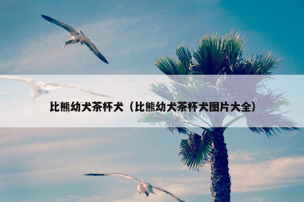 比熊幼犬茶杯犬（比熊幼犬茶杯犬图片大全）
