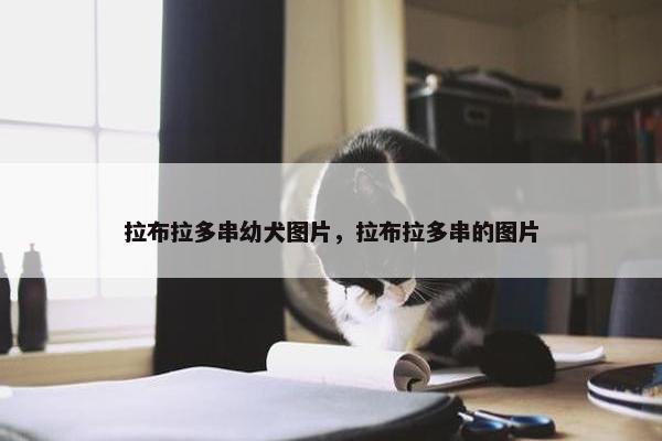 拉布拉多串幼犬图片，拉布拉多串的图片