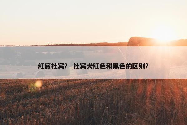 红底杜宾？ 杜宾犬红色和黑色的区别？