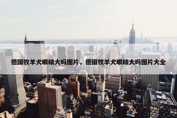 德国牧羊犬眼睛大吗图片，德国牧羊犬眼睛大吗图片大全