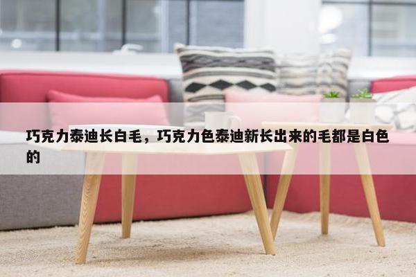 巧克力泰迪长白毛，巧克力色泰迪新长出来的毛都是白色的
