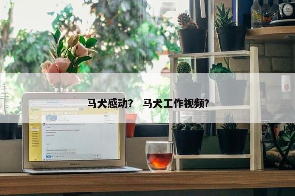 马犬感动？ 马犬工作视频？