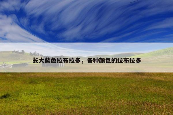 长大蓝色拉布拉多，各种颜色的拉布拉多