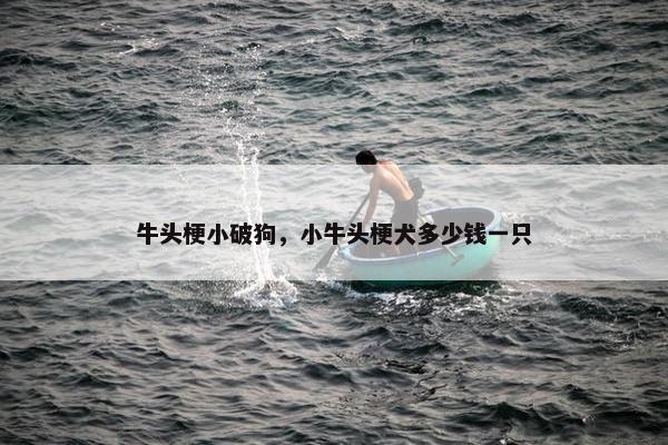 牛头梗小破狗，小牛头梗犬多少钱一只
