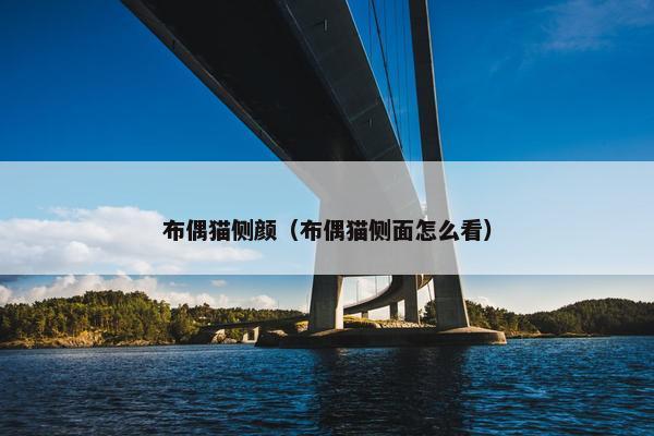 布偶猫侧颜（布偶猫侧面怎么看）