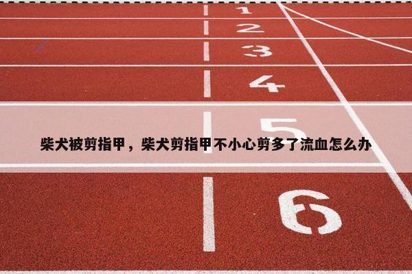 柴犬被剪指甲，柴犬剪指甲不小心剪多了流血怎么办