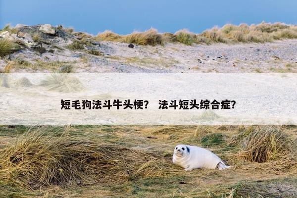 短毛狗法斗牛头梗？ 法斗短头综合症？