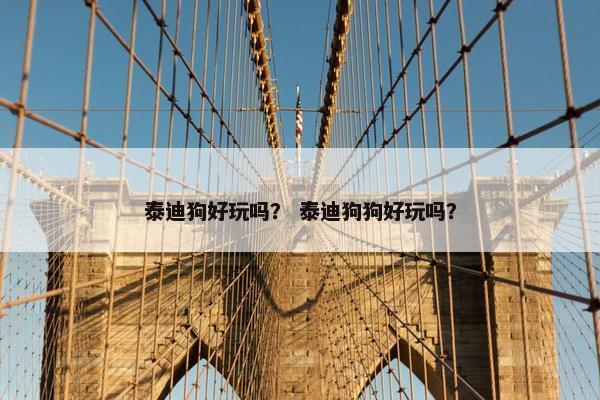泰迪狗好玩吗？ 泰迪狗狗好玩吗？