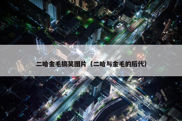二哈金毛搞笑图片（二哈与金毛的后代）