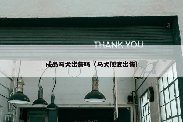 成品马犬出售吗（马犬便宜出售）