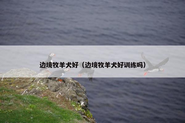 边境牧羊犬好（边境牧羊犬好训练吗）
