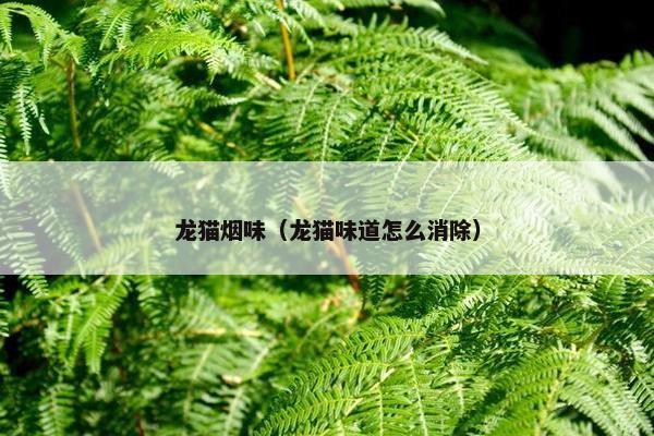 龙猫烟味（龙猫味道怎么消除）