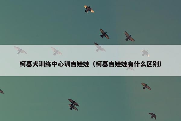 柯基犬训练中心训吉娃娃（柯基吉娃娃有什么区别）