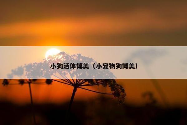 小狗活体博美（小宠物狗博美）