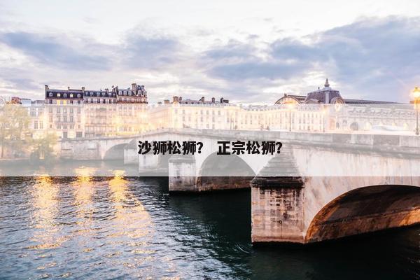 沙狮松狮？ 正宗松狮？