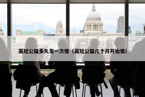 英短公猫多久发一次情（英短公猫几个月开始情）