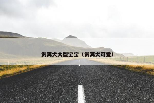 贵宾犬大型宝宝（贵宾犬可爱）