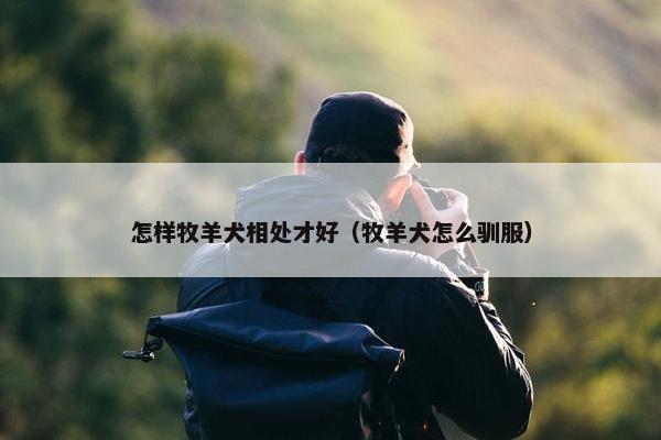 怎样牧羊犬相处才好（牧羊犬怎么驯服）