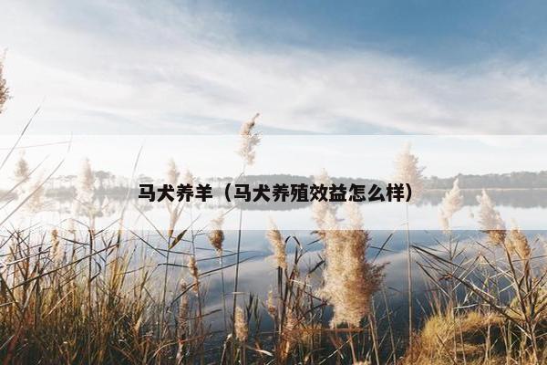 马犬养羊（马犬养殖效益怎么样）