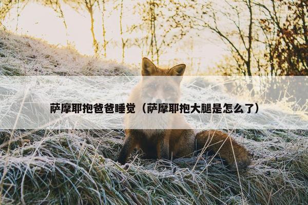 萨摩耶抱爸爸睡觉（萨摩耶抱大腿是怎么了）