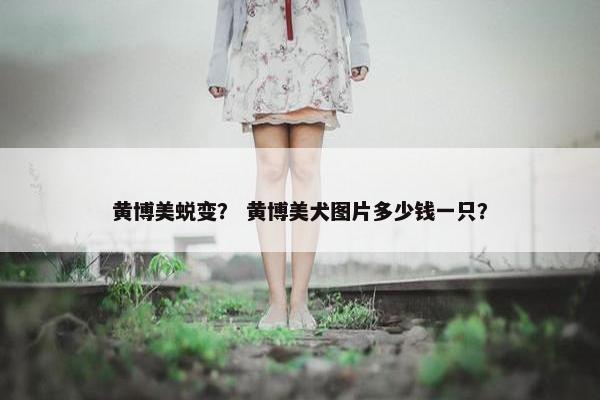 黄博美蜕变？ 黄博美犬图片多少钱一只？