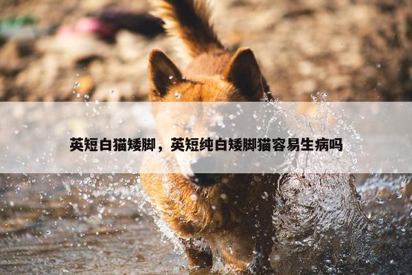 英短白猫矮脚，英短纯白矮脚猫容易生病吗