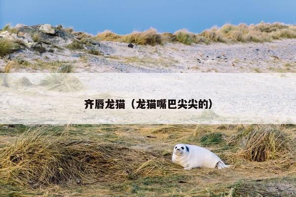 齐唇龙猫（龙猫嘴巴尖尖的）