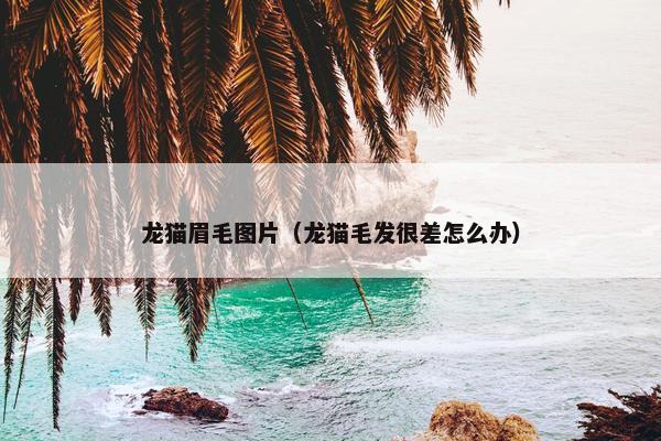 龙猫眉毛图片（龙猫毛发很差怎么办）