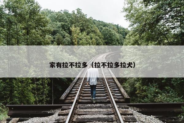 家有拉不拉多（拉不拉多拉犬）
