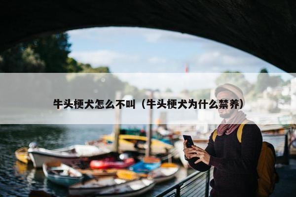 牛头梗犬怎么不叫（牛头梗犬为什么禁养）